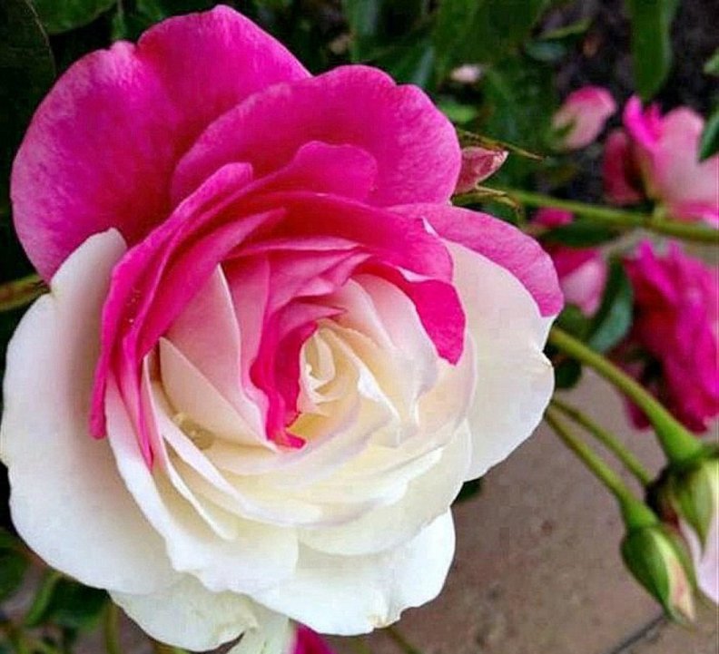 Pink White Rose