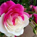 Pink White Rose