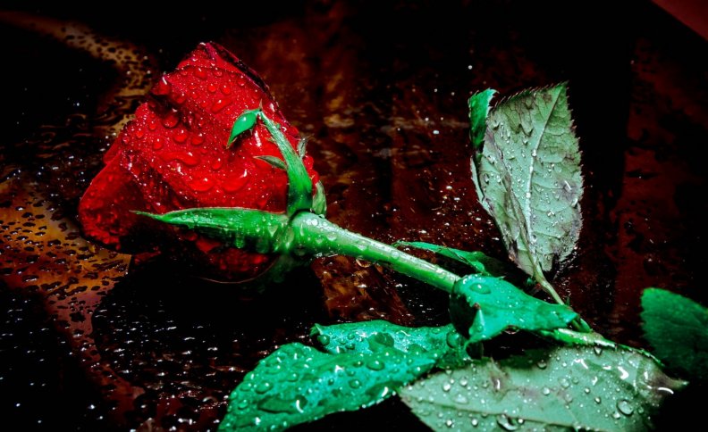 * Wet single rose *