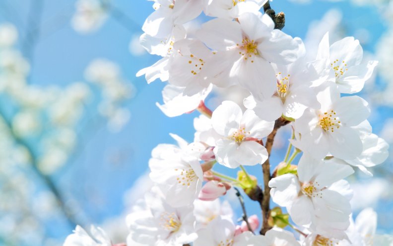 white_blossoms.jpg
