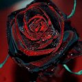 Black Magic Rose