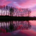 Tree Reflection at Sunset
