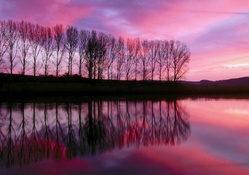 Tree Reflection at Sunset