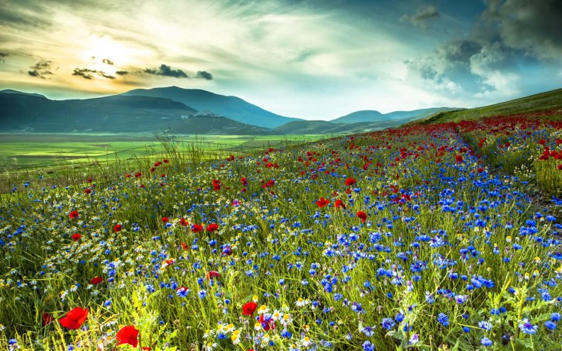 field_of_wildflowers.jpg