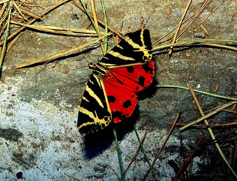 butterfly at night