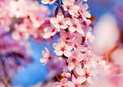 Cherry Blossoms _ hdr