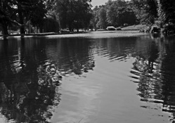 Monochrome Pond