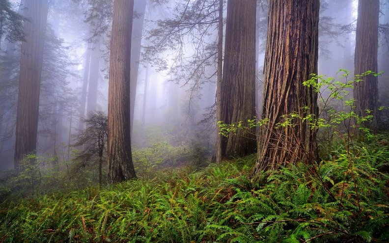 misty_redwood_forest.jpg