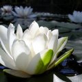 water_lily