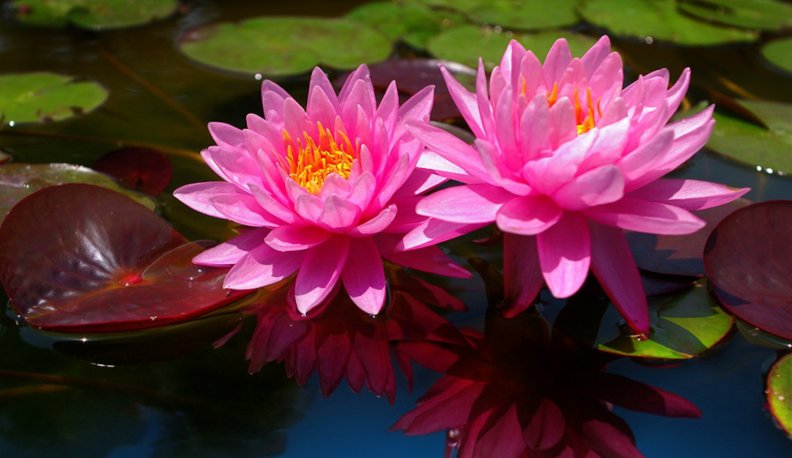 pink_lotus.jpg
