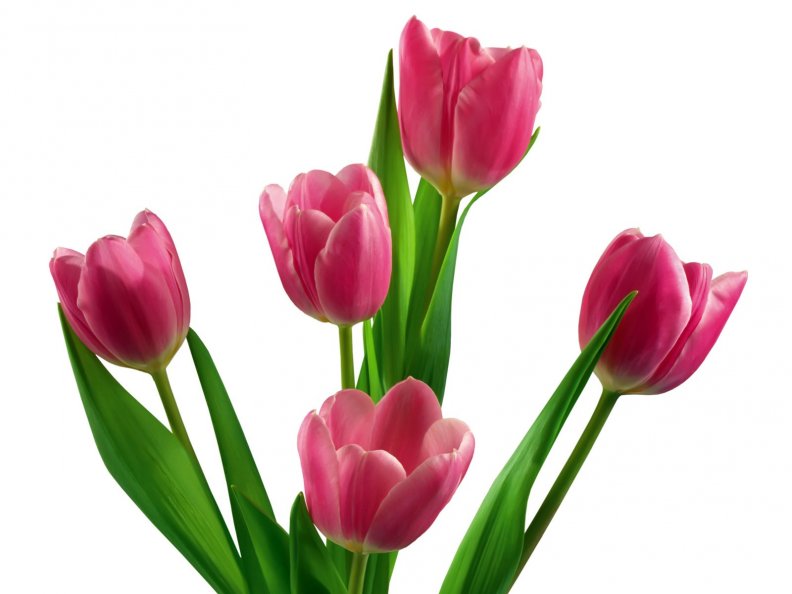 Lovely Tulips