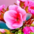 BEAUTIFUL PINK FLOWER