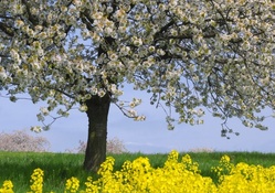 Beautiful Flowering Tree