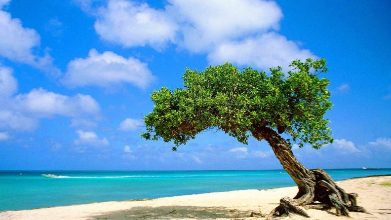 lone_tree_on_beach_in_aruba.jpg