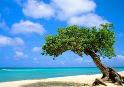 Lone Tree on Beach in Aruba