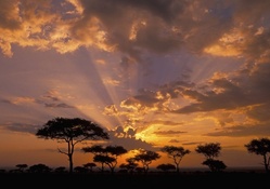 Sunset over Acacia Trees in Africa
