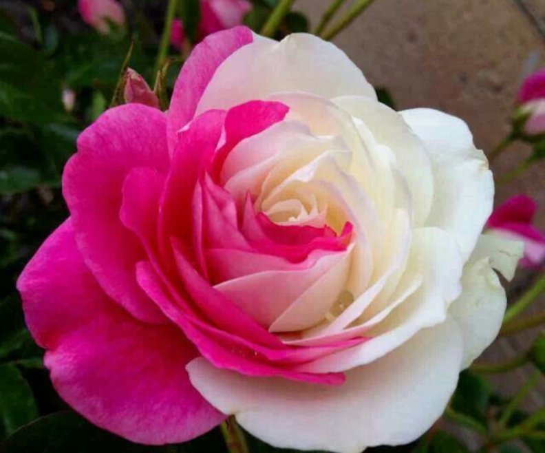pink_white_camellia.jpg
