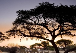lanterns hanging on an african tree at dusk