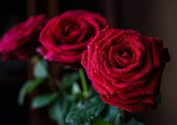 * Wonderful roses *
