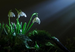 Snowdrops in a ray of light