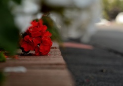 Lonely red petunia
