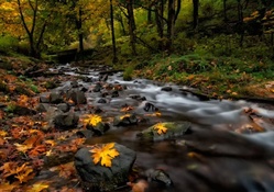 Autumn Stream