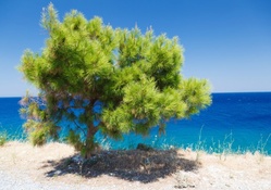 Pine Tree Seaside