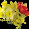 Red Tulips,Mimosa,Daffodils(Bouquet)