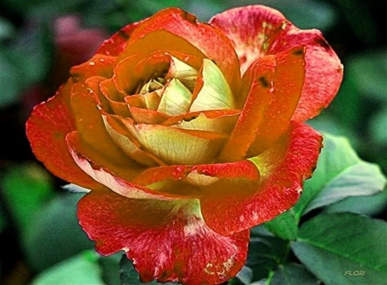 blooming_rose.jpg
