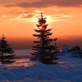 Winter Sunset over Fir Trees