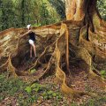 BUTTRESS TREE  ROOTS...COSTA RICA