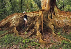 BUTTRESS TREE  ROOTS...COSTA RICA