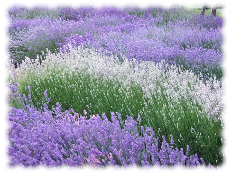 amazing_lavender_field.jpg