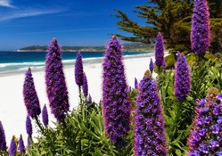 Purple Blooms on the Shore