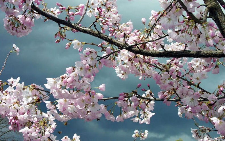 cherry_blossom_branches.jpg