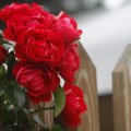 Fresh Red Roses
