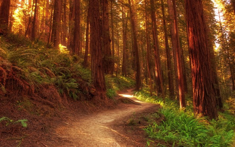 forest_path.jpg