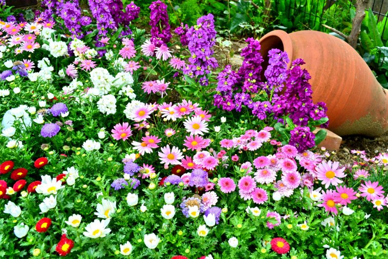 beautiful_flowers_in_the_garden.jpg