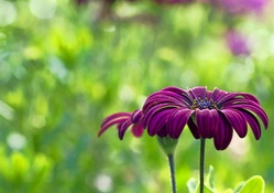 Lovely Purple Flower