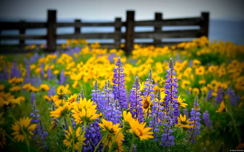 wildflowers_and_fence.jpg
