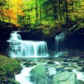 __Waterfall in Forest__