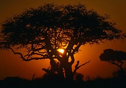 Tree and Sunset