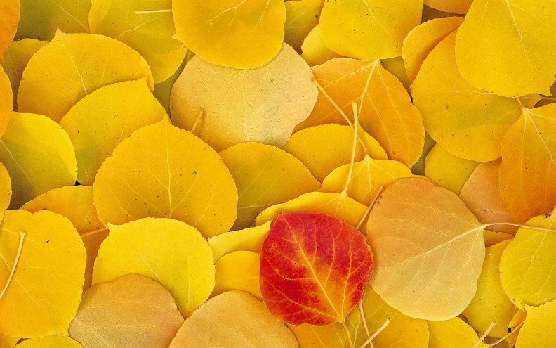 fallen_autumn_leaves.jpg