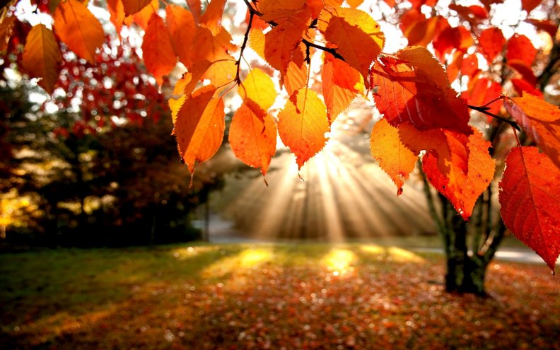 autumn_sunshine.jpg