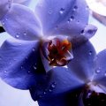 Blue Orchids