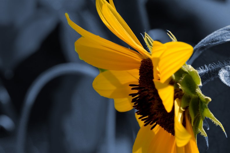 sunflower_monochrome.jpg