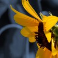 Sunflower Monochrome