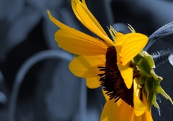 Sunflower Monochrome