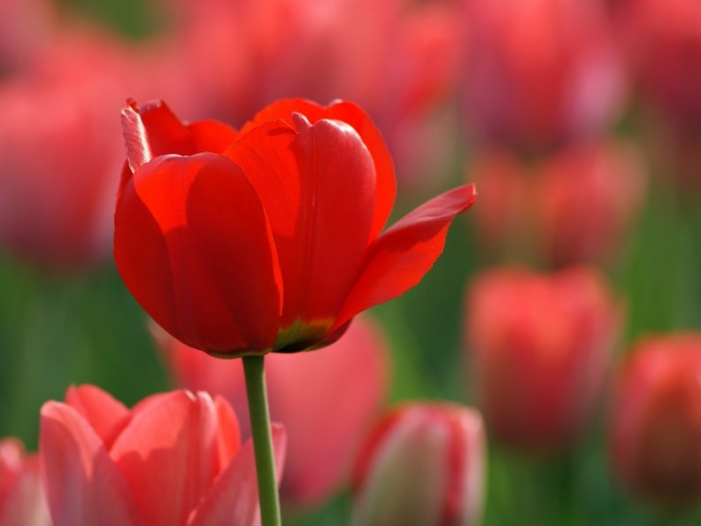 bright_red_tulip.jpg