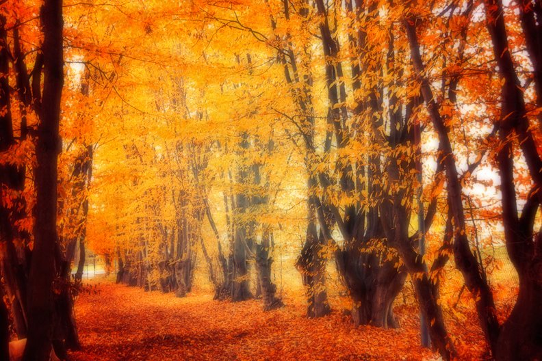 bright_autumn_colors.jpg